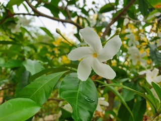 Obraz na płótnie Canvas White nature flower