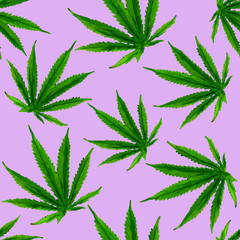 Marijuana gouache seamless pattern . Hemp marijuana, hemp leaves on lilac background. Green smoke hashish narcotic