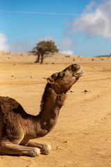 Camel sitting in the desert, Oman, Salma Plateau
