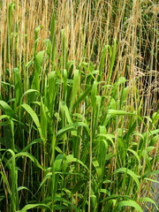 芽吹きの葭と枯れた葭のある晩春の河畔風景