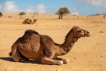 Camel sitting in the desert, Oman, Salma Plateau