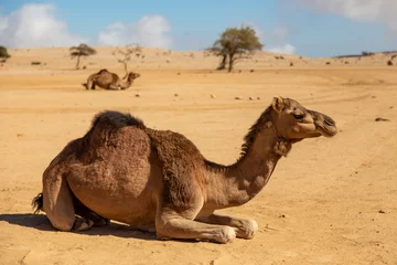 Gordijnen Camel sitting in the desert, Oman, Salma Plateau © Krzysztof Mańkowski