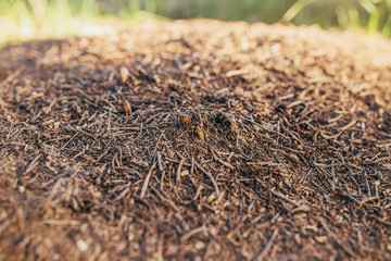 Anthill in the forest with red ants - a model of society in the wild