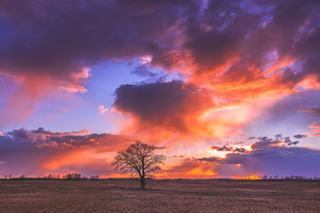 Oak tree silhuette at sunset, evening landscape view