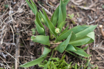 Fototapeta premium Spring tulip outdoors
