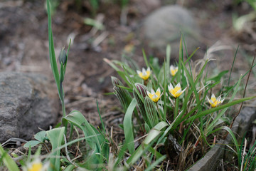 Yellow narcissus in the garden