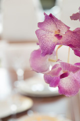 Orchid flowers. Aboard a luxury Yacht. Interior. Yachting. Boat. Shipbuilding Industry.