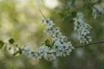 Vintage photo of a white cherry blossom and Apple tree in spring, a blooming garden on a Sunny spring day.