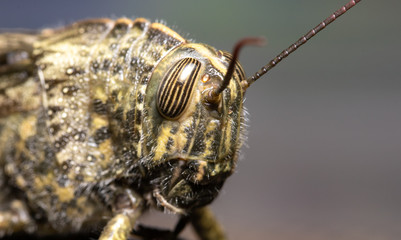 Close up of the face of a green grasshopper. Macro photography