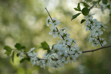 Vintage photo of a white cherry blossom and Apple tree in spring, a blooming garden on a Sunny spring day.