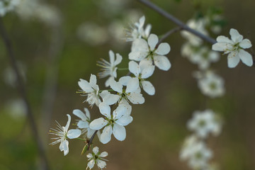 Vintage photo of a white cherry blossom and Apple tree in spring, a blooming garden on a Sunny spring day.