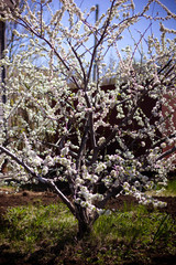 flowering tree in the garden, branches with flowers
