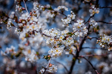blooming cherry tree