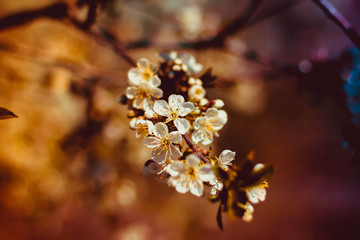 Fototapeta premium flowering tree in the garden, branches with flowers