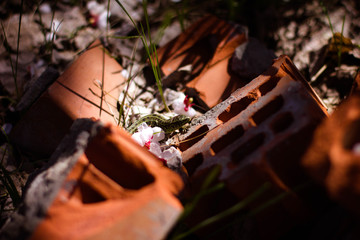 green lizard hiding in bricks