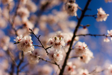 flowering tree in the garden, branches with flowers