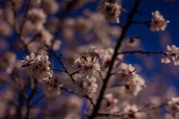 flowering tree in the garden, branches with flowers