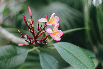 Delicate pink plumeria on a gray background