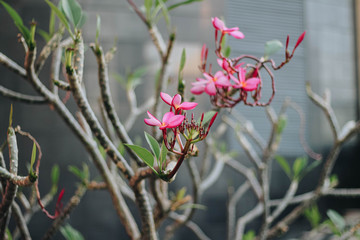 Delicate pink plumeria on a gray background