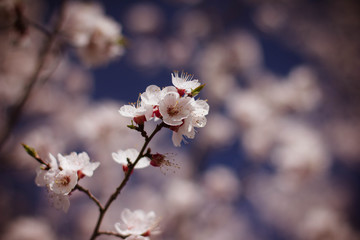 flowering tree in the garden, branches with flowers