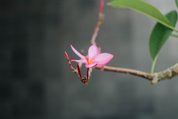 Delicate pink plumeria on a gray background