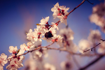 bumblebee sits on a flowering tree, apricot flowers