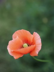 遊歩道に咲くナガミヒナゲシ