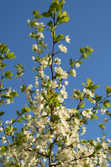 Vintage photo of a white cherry blossom and Apple tree in spring, a blooming garden on a Sunny spring day.