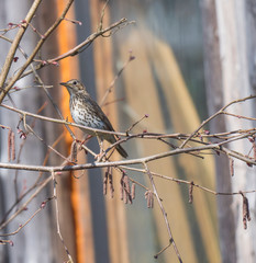 Close up song thrush, Turdus philomelos bird perched in shrub bare tree branches, selective focus, copy space.