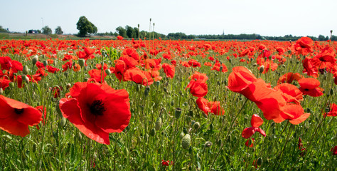 Obraz premium Summer feeling, beauties of summer: Detailed close-up of red poppy blossoms in the summer, Palatinate in Germany, Europe