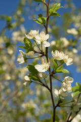Vintage photo of a white cherry blossom and Apple tree in spring, a blooming garden on a Sunny spring day.
