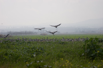 Gray cranes in the nature reserve