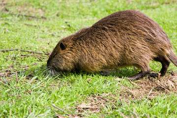 Coypu in a green meadow