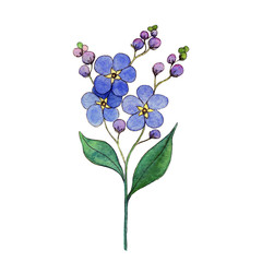 Watercolor sketch of forget-me-nots isolated on white background. Delicate hand-drawn botanical illustration. Decorative element for wedding invitation, postcard, greeting card. Blue tiny flowers