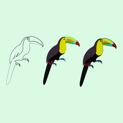 Toucan, bird, watercolor, vector illustration in color