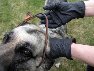 Anti ticks collar on a dog