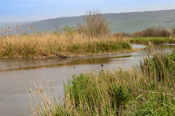 Agmon aHula - lake and nature reserve for birds