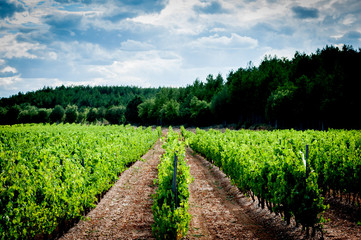 Fototapeta na wymiar vineyard in lands of Spain