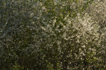 Vintage photo of a white cherry blossom and Apple tree in spring, a blooming garden on a Sunny spring day.