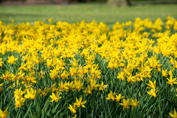 Narzissen Feld - Weite voller gelber frischen Blüten in einem Park bei Sonnenschein, Frühling in den Niederlanden