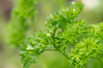 Petersilie - feines frisch-grünes Küchenkraut und Heilpflanze
