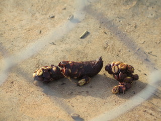 Kopi luwak or civet coffee beans on drying yard in the cage