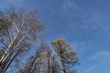 Trees, white birch with black stripes, blue sky on the background.
