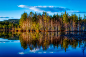 An island of birch tress reflecting from  the lake during the sunset. 