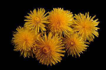 Dandelion  background