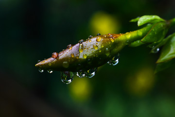 Droplets on petals ! on leaves !