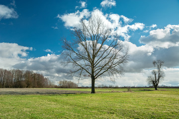 Large oak tree without leaves growing on a green meadow, clouds on a blue sky