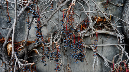  A plant with blueberries grows on an old concrete wall. Vintage grunge background
                        