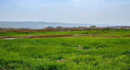 Fototapeta na wymiar Green field with wild plants