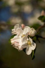 Vintage photo of a white cherry blossom and Apple tree in spring, a blooming garden on a Sunny spring day.
